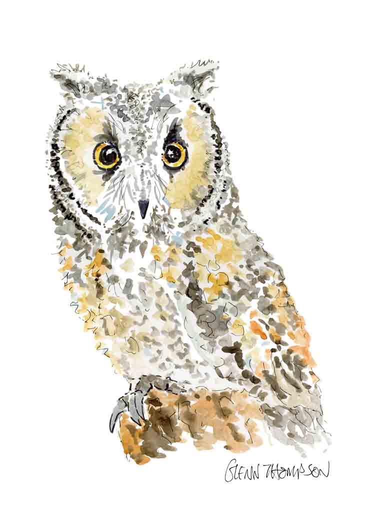 A long-eared owl print from Belfast artist Glenn Thompson